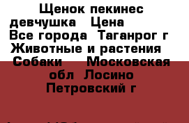 Щенок пекинес девчушка › Цена ­ 2 500 - Все города, Таганрог г. Животные и растения » Собаки   . Московская обл.,Лосино-Петровский г.